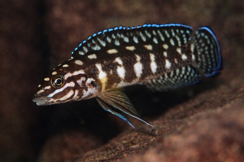 Julidochromis cf. marlieri 'Muzi'